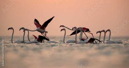 Greater Flamingos flying in the morning hours at Asker coast, Bahrain © Dr Ajay Kumar Singh