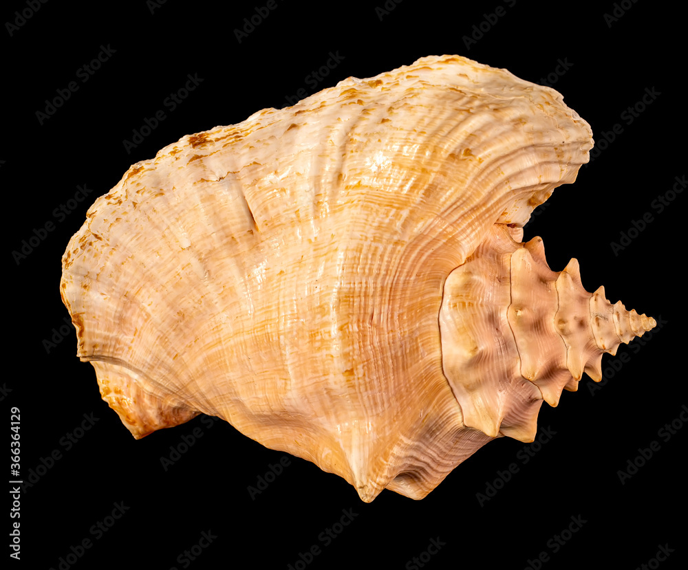 Sea shell isolated on a black background. Beautiful seashell Sea shell isolated on a black background. Beautiful seashell
