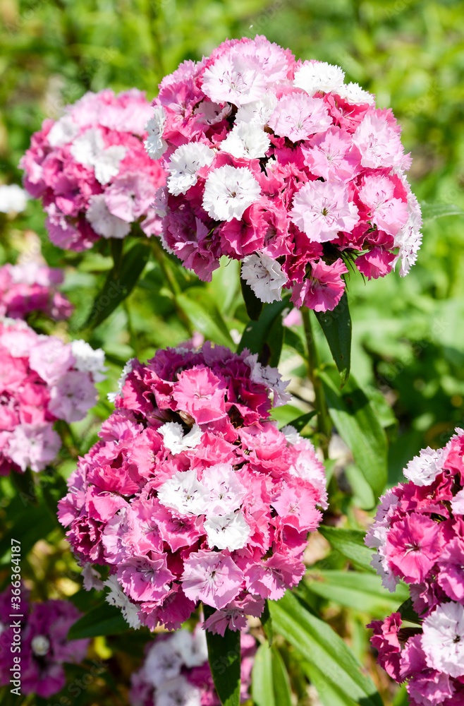 Pink and white carnation flowers in garden Pink and white carnation flowers in garden