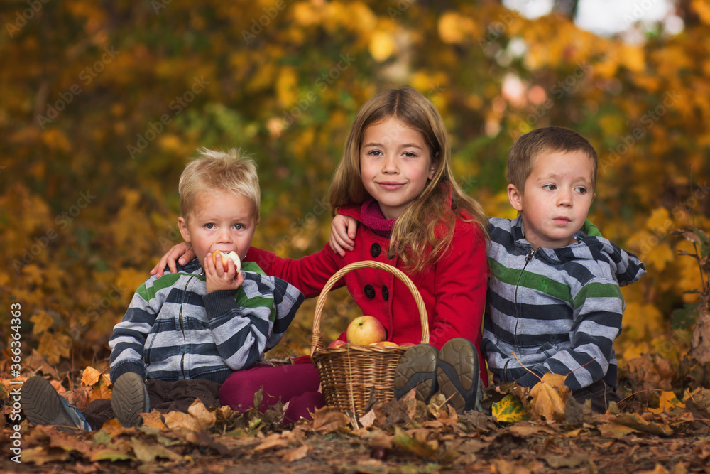 Three siblings sitting on ground in fallen leaves and eating apples from basket, brothers and sister in autumn forest, autumn family concept Three siblings sitting on ground in fallen leaves and eating apples from basket, brothers and sister in autumn forest, autumn family concept