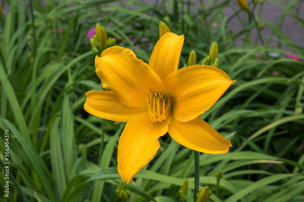 Daylily flowers (lat. Hemerocallis), Moscow, Russian Federation, July 18, 2020 Daylily flowers (lat. Hemerocallis), Moscow, Russian Federation, July 18, 2020