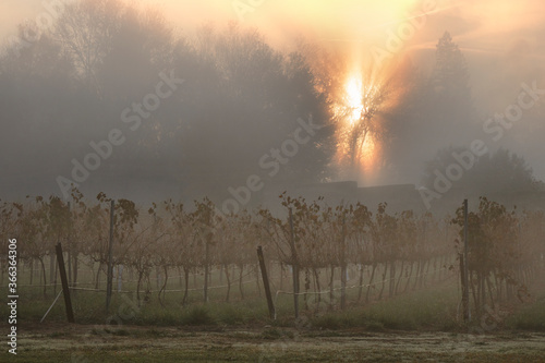 Misty morning in the vineyard photo