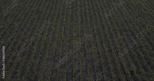 Aerial Footage Big Field of grapevines and Wine production in California Farmland showing Crops in Perfect Line 