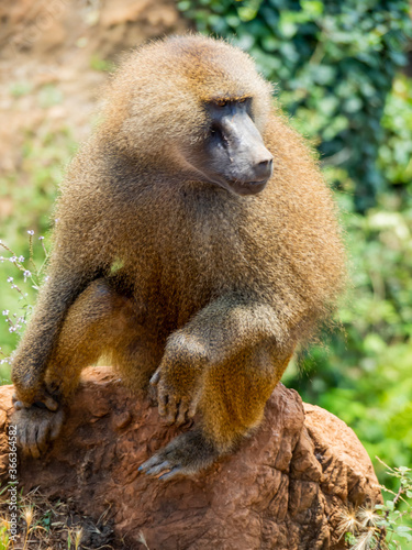 baboon monkeys resting