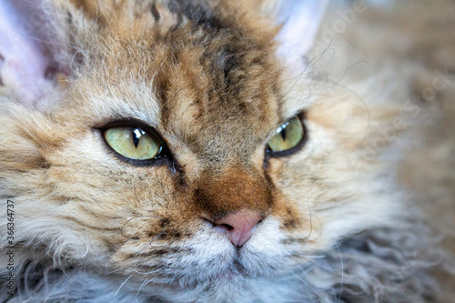 Schilderij op canvas The selkirk rex cat is watching