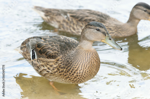 duck on the water
