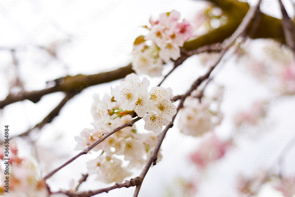 blooming spring cherry blossom tree branch with pink and white flowers