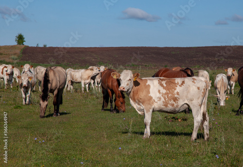 A herd of cows grazes in the meadow. Some cows are looking at the camera curiously.