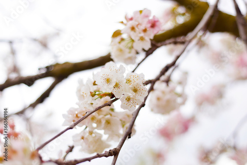 blooming spring cherry blossom tree branch with pink and white flowers