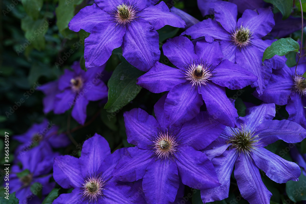 Closeup view of beautiful violet flower. Blooming spring flower
