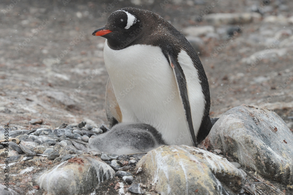Fototapeta premium Gentoo Penguin (Pygoscelis papua) - the fastest underwater swimmers