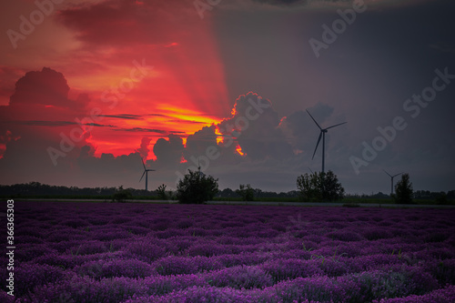 Sunset time above lavender field near by Kavarna town, Bulgaria, shot in the end of June 2020