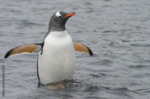 Gentoo Penguin  Pygoscelis papua  - the fastest underwater swimmers