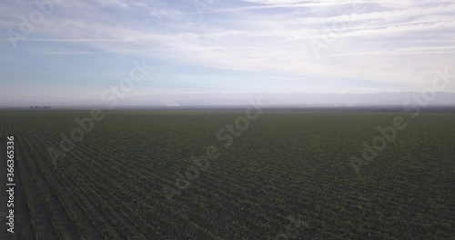 Aerial of Grape Production in California with Enormous Field of crop all the way to Horizon at Wine Industry