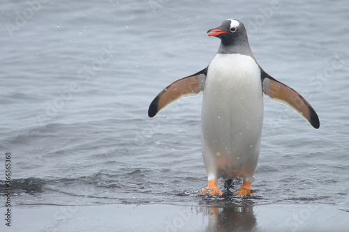 Gentoo Penguin (Pygoscelis papua) - the fastest underwater swimmers