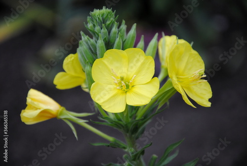 Close up of the yellow flowers of  common evening-primrose or evening star, sundrop, weedy evening primrose, German rampion, hog weed, King's cure-all or fever-plant (Oenothera biennis)