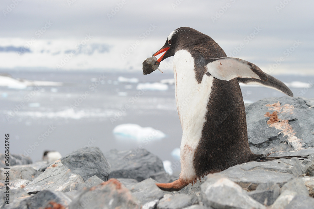 Fototapeta premium Gentoo Penguin (Pygoscelis papua) - the fastest underwater swimmers