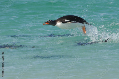 Gentoo Penguin  Pygoscelis papua  - the fastest underwater swimmers