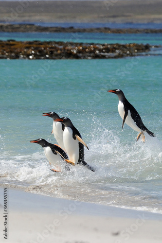 Gentoo Penguin  Pygoscelis papua  - the fastest underwater swimmers