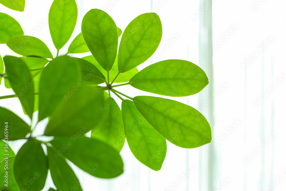 Beautiful green flower on light background Beautiful green flower on light background