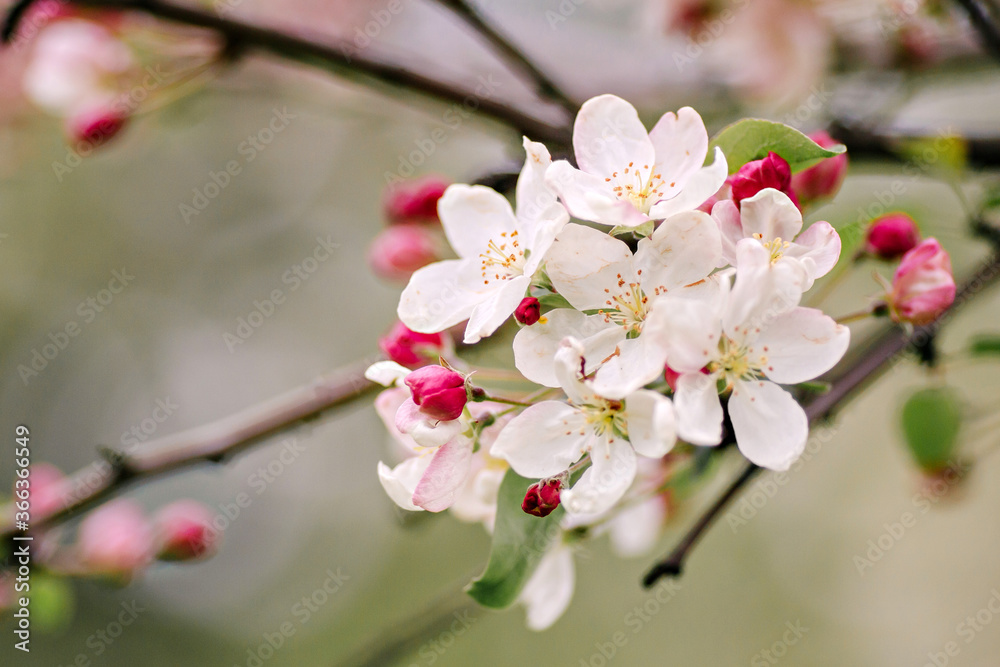 Branches of a blossoming apple tree in the garden Branches of a blossoming apple tree in the garden