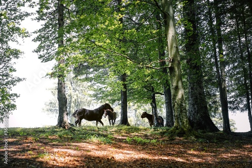 Horses in the forest