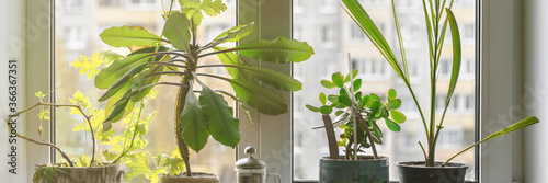 Fotografi green plant on flower pot stands on white window sill apartment gardening concep