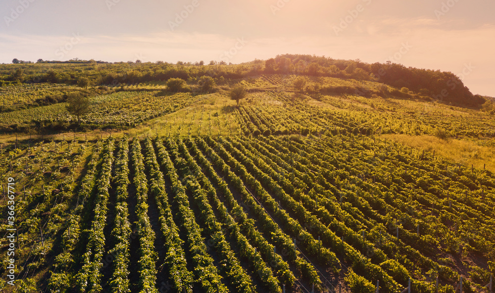 Green rows of vineyard fields in sunlight