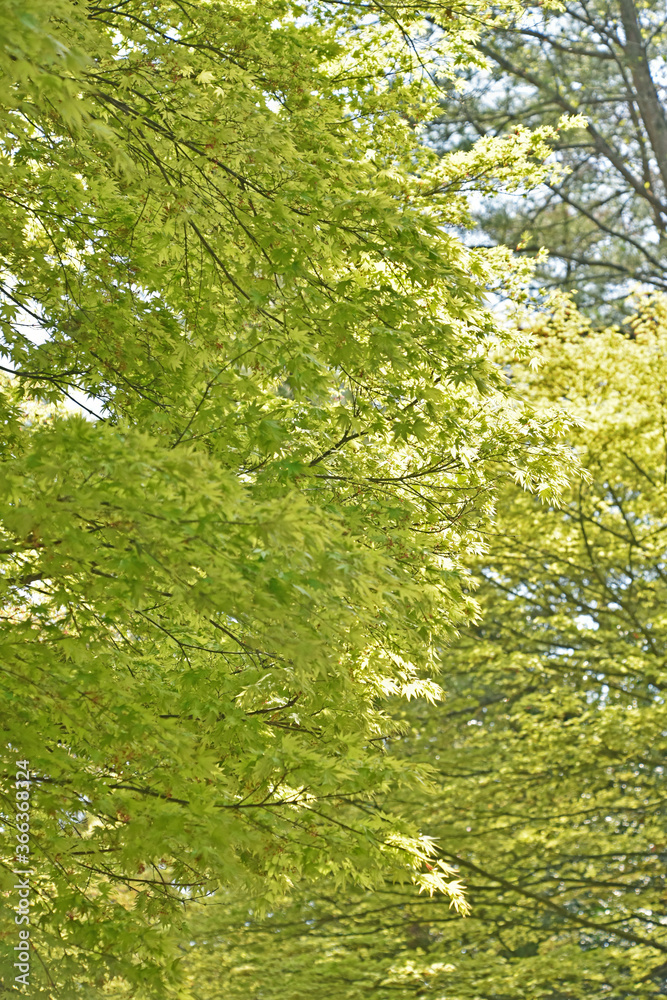 Fototapeta premium 新緑のもみじ 鹿児島県霧島にて