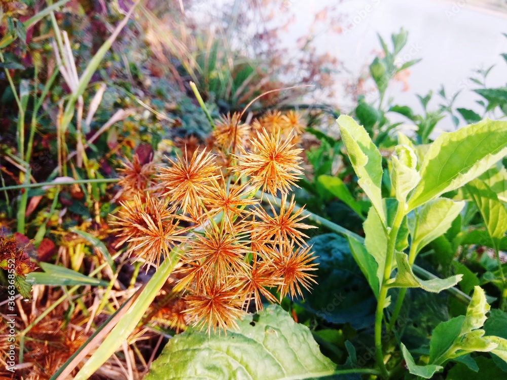 Cyperus strigosus or False nutsedge, plants that have very beautiful