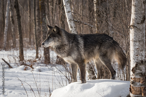Black Phase Grey Wolf  Canis lupus  Stands On Top Snow Covered Rock Winter