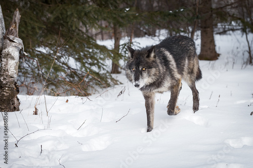 Black Phase Grey Wolf (Canis lupus) Trots Through Snow Winter © hkuchera