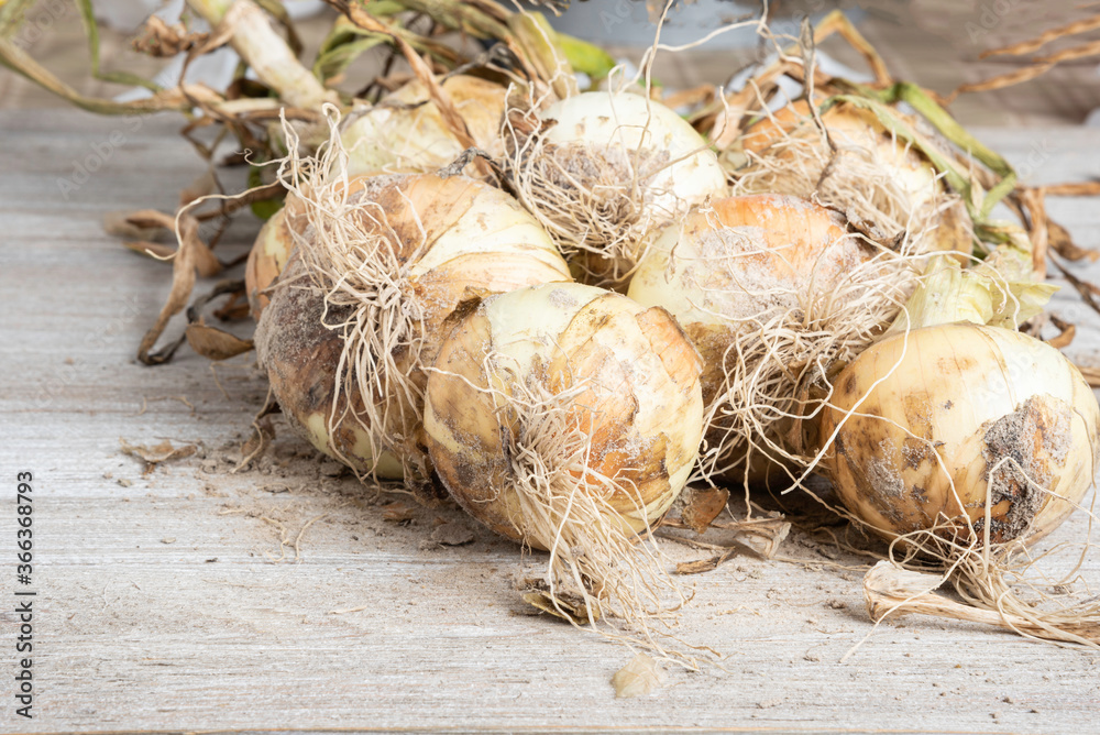 Freshly Unearthed Harvest Of Sweet White Onions