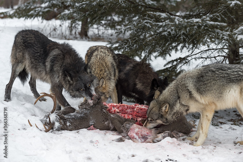 Pack of Grey Wolves (Canis lupus) Work at Deer Carcass Winter © hkuchera
