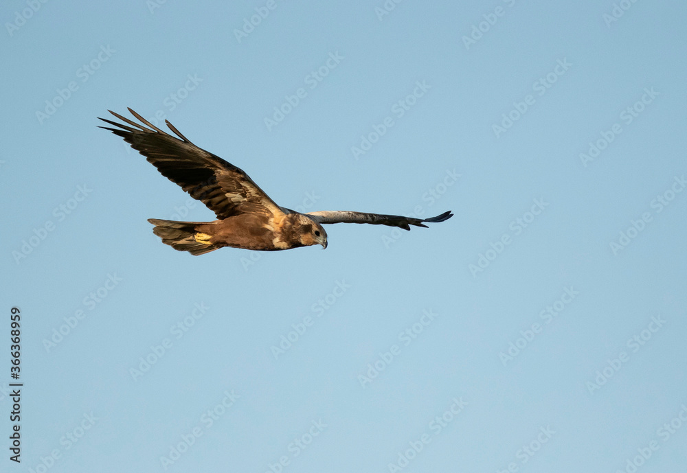 Fototapeta premium Eurasian Marsh harrier looking for prey, Bahrain