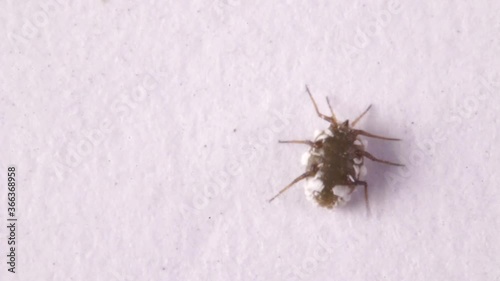 Isolated shot of an aphid on laboratory bench photo