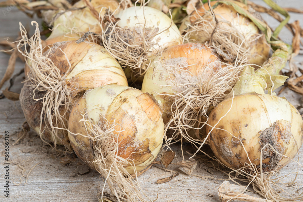 Freshly Unearthed Harvest Of Sweet White Onions Freshly Unearthed Harvest Of Sweet White Onions