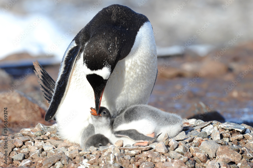 Fototapeta premium Gentoo Penguin Chicks (Pygoscelis papua) - the fastest underwater swimmers