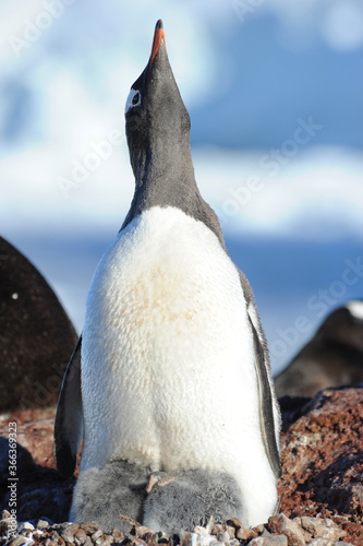 Gentoo Penguin Chicks  Pygoscelis papua  - the fastest underwater swimmers