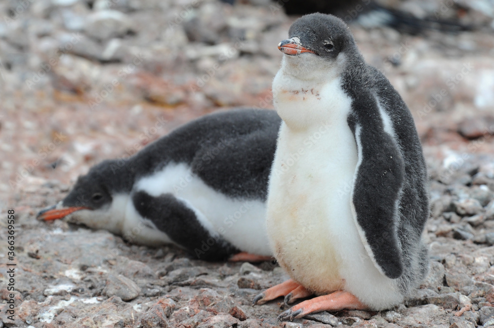 Fototapeta premium Gentoo Penguin Chicks (Pygoscelis papua) - the fastest underwater swimmers