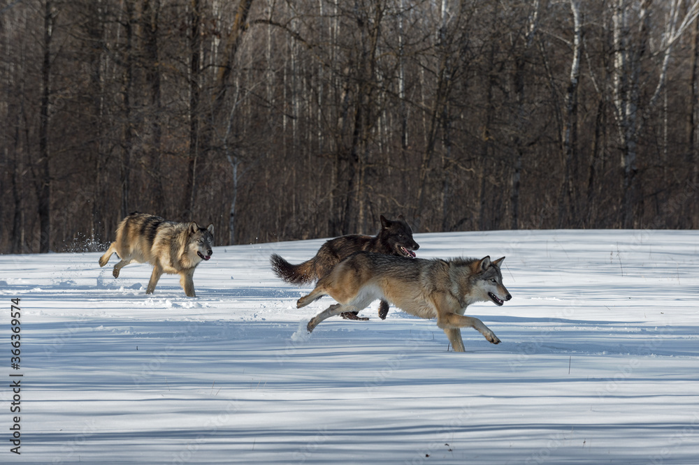 Naklejka premium Three Grey Wolves (Canis lupus) Run Right From Woods Winter