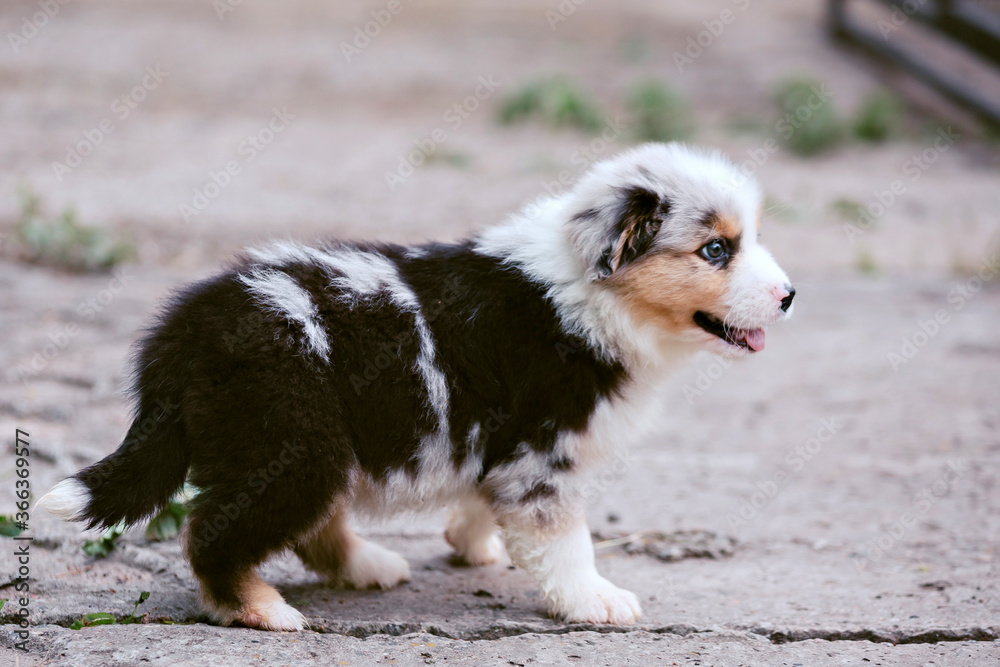 Cute australian shepherd puppy in the garden