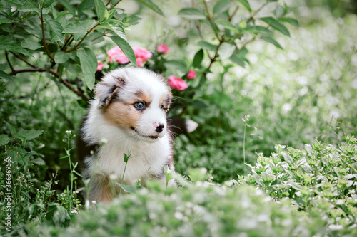 Cute australian shepherd puppy in the garden