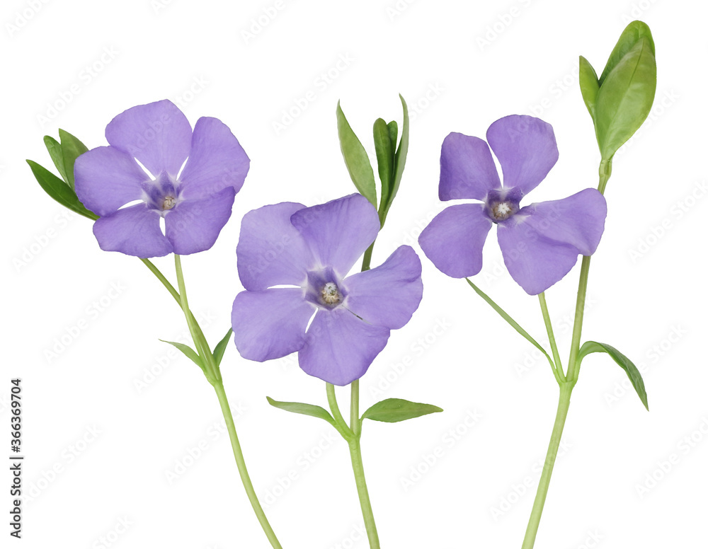Periwinkle flowers isolated on white background Periwinkle flowers isolated on white background