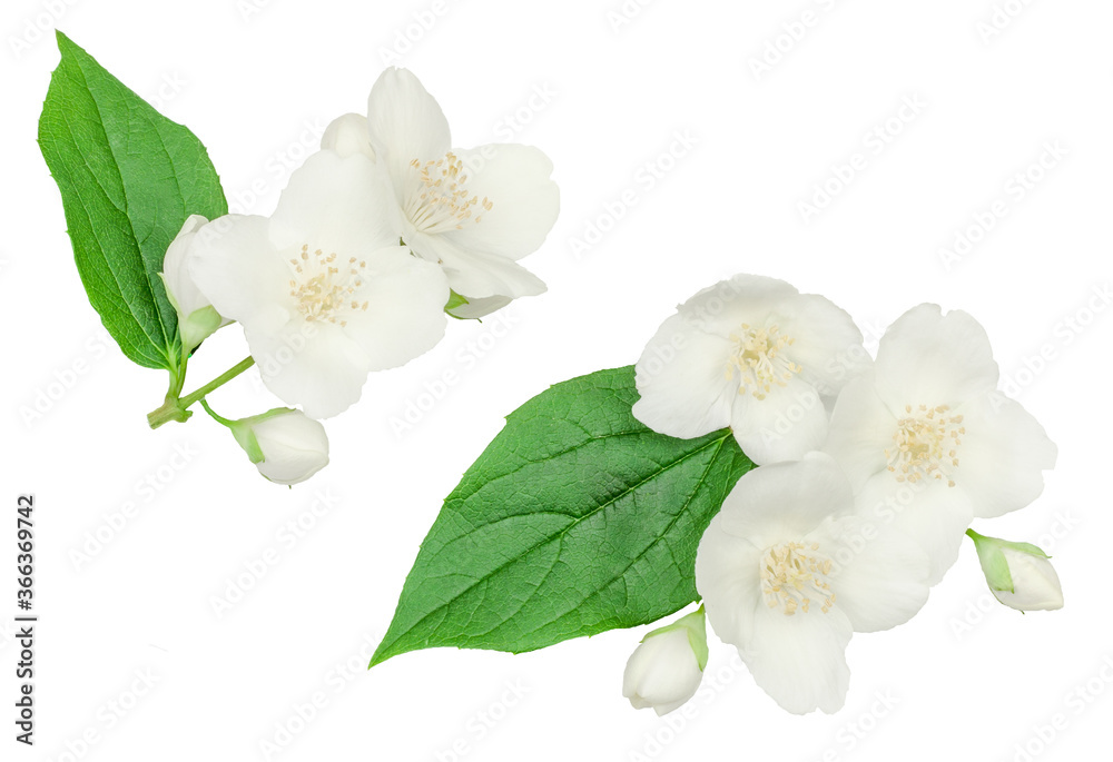 Jasmine flower isolated on white, top view