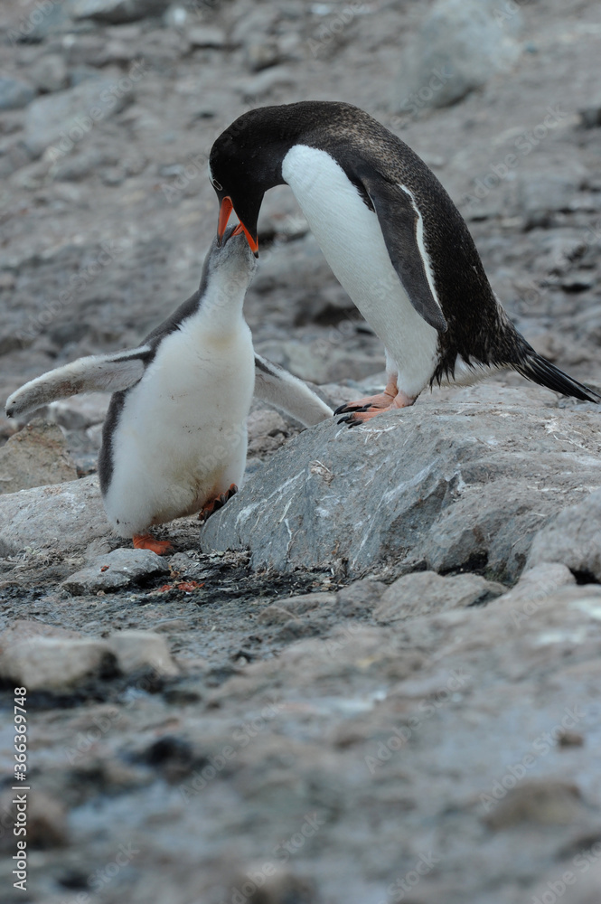 Fototapeta premium Gentoo Penguin Chicks (Pygoscelis papua) - the fastest underwater swimmers