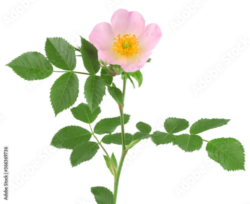 The flowers of wild rose isolated on white, top view