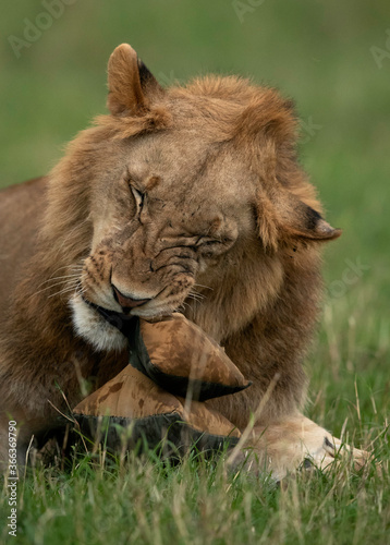 Lion tearing a  bean bag  Masai Mara  Kenya