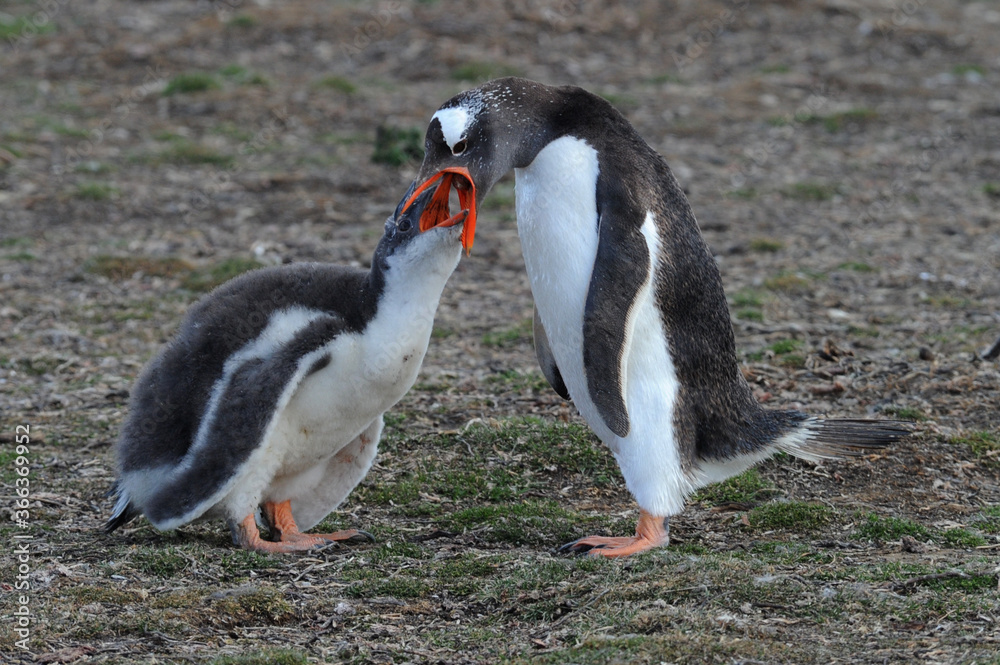 Fototapeta premium Gentoo Penguin Chicks (Pygoscelis papua) - the fastest underwater swimmers