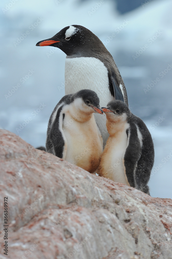Fototapeta premium Gentoo Penguin Chicks (Pygoscelis papua) - the fastest underwater swimmers